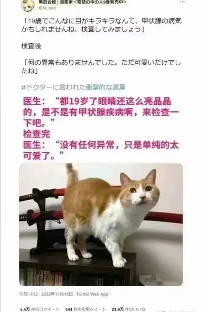 这是一张来自Twitter（现X平台）的社交媒体截图，由漫画家黑百合姬（@lis_noir）发布。截图中包含日文原文与中文翻译的趣味就医对话：医生看到19岁的患者眼睛亮晶晶，怀疑其患有甲状腺疾病并建议检查，检查完成后却告知患者没有任何异常，只是单纯的太可爱了。截图下方搭配了一只眼睛亮晶晶的橘白猫咪的照片，猫咪站在带有武士刀架的书架上，尾巴翘起，正看向镜头，表情无辜又可爱，完美呼应了文字里“眼睛亮晶晶、可爱”的描述，整体内容轻松搞笑，充满萌感，在社交平台收获了大量互动。