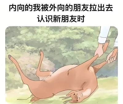 一张幽默的表情包，描绘了一只猪被人抓住后腿拖拽的场景，上方文字写着'内向的我被外向的朋友拉出去认识新朋友时'，用夸张的方式表现了内向者被强迫社交时的无奈感受。