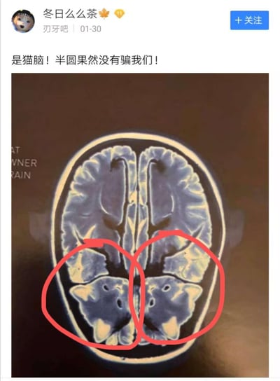 社交媒体帖子截图，展示了一张脑部扫描图像，其中有人用红色圆圈标注了脑部下方两个看起来像猫脸的区域。发帖人配文称"是猫脑！半圆果然没有骗我们！"，以幽默的方式暗示这张人脑扫描图中藏着猫脸形状。