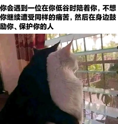 这是一张暖心治愈的图文内容，画面主体是一只黑色猫咪和一只白色猫咪相互依偎着，并肩看向窗外的景色，姿态亲密温馨。图片上方配有一段文字：“你会遇到一位在你低谷时陪着你，不想你继续遭受同样的痛苦，然后在身边鼓励你、保护你的人”，用猫咪的温馨陪伴画面，传递出对能够在困境中给予陪伴与支持的人的期许，整体氛围温暖治愈，能够给处于低谷的人带来慰藉。