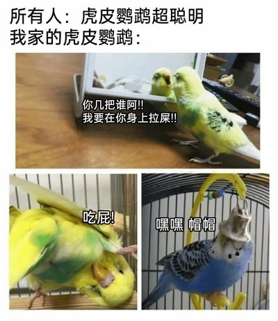 这是一张由三张实拍虎皮鹦鹉照片组成的梗图，通过反差感制造趣味笑点。顶部文字“所有人：虎皮鹦鹉超聪明 我家的虎皮鹦鹉：”作为引子，引出与大众认知完全相反的自家宠物状态：第一张图里的黄虎皮鹦鹉对着镜子里的自己愤怒吼叫，配文“你几把谁阿!!我要在你身上拉屎!!”，完全认不出镜中的自己；第二张图的黄虎皮鹦鹉做出扑腾的攻击性动作，配文“吃屁!”，尽显凶傻的状态；第三张图的蓝虎皮鹦鹉把笼子上的铃铛套在头上，配文“嘿嘿 帽帽”，傻气十足。整组图通过自家鹦鹉的“蠢萌”表现，和大家印象中聪明的虎皮鹦鹉形成强烈反差，凸显宠物的搞笑日常。