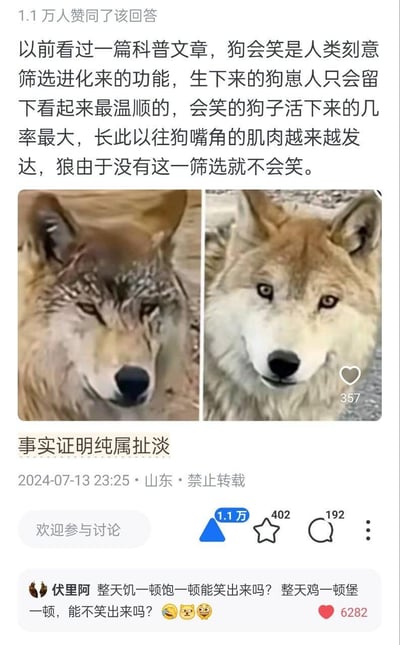 这是一则社交媒体上的科普辟谣内容，首先引用了一篇科普文章的观点：狗会笑是人类刻意筛选进化的结果，狼因没有被筛选所以不会笑。随后放出两张看起来面带“笑意”的狼的图片，配文“事实证明纯属扯淡”，直接反驳该观点。下方还有一条高赞评论玩谐音梗，将“饥一顿饱一顿”改成“鸡一顿堡一顿”，调侃狼和狗的生活差异导致的状态不同，整体内容搞笑又接地气，获得了1.1万的赞同。