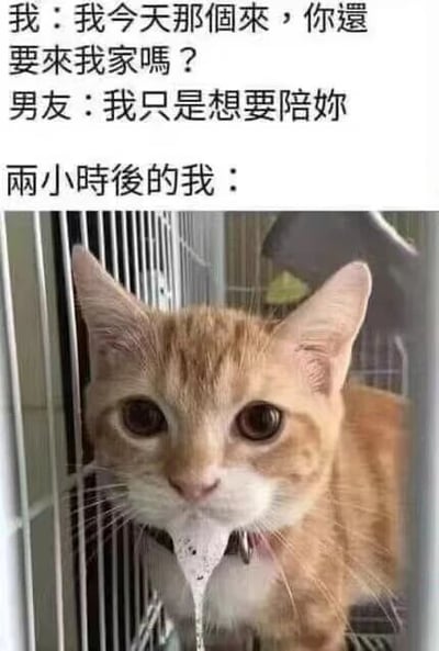 图片上半部分为对话文本：“我：我今天那个来，你还要来我家吗？男友：我只是想要陪你。两小时后的我：”，下半部分是一张橘猫的照片。橘猫戴着项圈，从类似宠物箱的格子中探出头，眼神略显呆滞，似乎在表现“两小时后”因男友陪伴而疲惫的状态。整体通过情侣间的日常对话与宠物反应结合，营造出幽默又略带无奈的氛围。