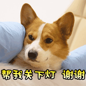 柯基请求关灯的可爱动图