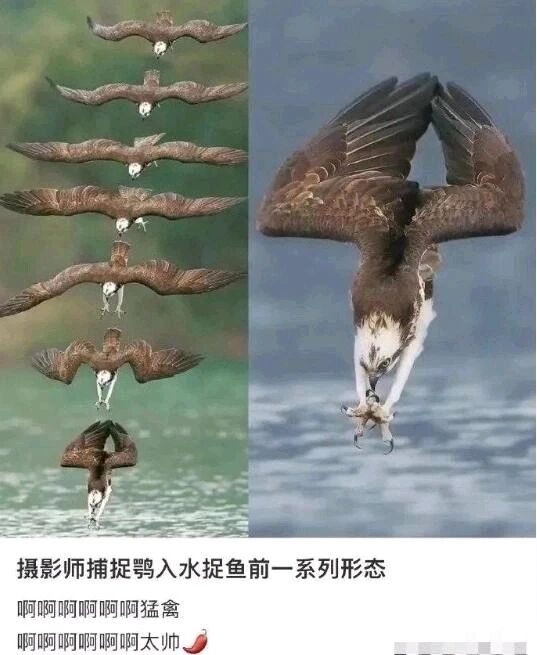 猛禽（以捕鱼为食的鸟类）