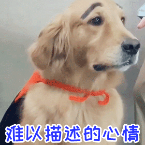 金毛狗狗皱眉表情包：难以描述的复杂心情