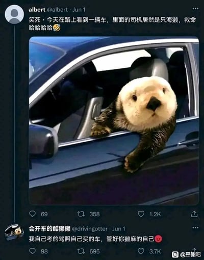 这是一张以社交媒体截图形式呈现的趣味P图内容，用户albert发布了一张经过图像合成的图片，将海獭的头部与身体合成在汽车驾驶座位置，海獭的两只爪子搭在车窗上，视觉效果仿佛海獭正在驾驶汽车，配文调侃自己在路上看到司机是海獭，充满荒诞搞笑感；随后名为“会开车的酷獭獭”的账号以海獭的身份进行回复，用玩梗的语气宣称是自己考取驾照、购买车辆，让对方别多管闲事，整体内容通过动物拟人化的P图和模拟对话，制造出轻松搞笑的网络梗效果，适合在社交平台传播博人一笑。