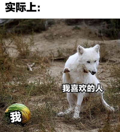 这是一张用于自嘲单恋状态的网络梗图，画面上方配有文字“实际上:”，将图中被啃咬过、表皮破损的西瓜标注为“我”，把坐在杂草中、嘴角带食物残渣、眼神冷漠高傲的白狼标注为“我喜欢的人”。通过这种形象的对比，生动地调侃了自己在单恋关系中处于弱势、被忽视的卑微处境，而喜欢的人则是姿态高傲、不在意自己的状态，精准戳中了单恋者的无奈心境，引发情感共鸣。