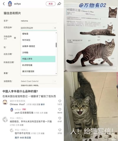 该图为左右拼接的内容，左侧是社交媒体的帖子截图：网友在填写美国住宿的宠物登记表单时，使用一键翻译功能后，发现猫的品种选项里出现了“中国人李华”的错误翻译，发帖提问“中国人李华是什么品种的猫？”，评论区网友玩梗，指出“中国人李华”是“Chinese Li Hua（中国狸花猫）”的错误机翻，还有网友结合国内英语考试作文常出现的虚拟角色李华的梗，调侃“细思极恐，李华从来没有否定他不是一只猫”“怪不得不会写信”。右侧上方是中国狸花猫的科普页面，标注其英文名为Chinese Li Hua，配有不同姿态的狸花猫图示和品种介绍；右侧下方是一张实拍的狸花猫照片，狸花猫张着嘴看向镜头，配文“人！给猫写信！”，呼应李华总需要别人帮他写英语作文的梗，笑点十足。