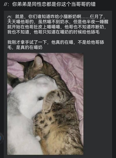 这是一张充满趣味的宠物日常聊天记录截图，顶部用玩梗式配文「你弟弟是同性恋都是你这个当哥哥的错」制造反差笑点，正文里主人分享自家三个月大的白灰小猫，总爱嘬狸花猫哥哥的肚皮，明明已经没有奶水，半夜睡醒就会凑上去嘬，而猫哥哥还会温柔地给它舔毛，主人甚至上手确认小猫是真的在嘬奶。配图是白灰小猫埋在狸花哥哥的肚皮上，狸花哥哥还搂着小猫，画面温馨又搞笑，把小猫的幼稚行为和人类的玩笑话结合，戳中宠物爱好者的萌点。