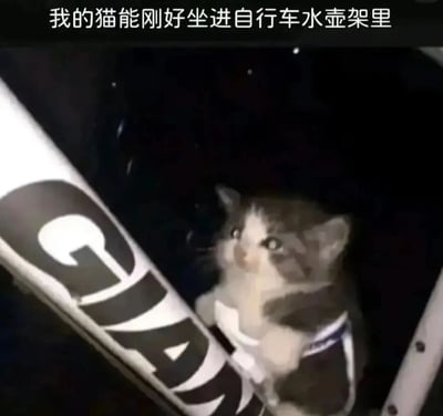 图片中一只灰白相间的小猫刚好蜷缩坐在自行车的水壶架里，猫咪抬头睁着大眼睛，表情略带惊讶。自行车车架上可见“GIANT”品牌标识。图片上方配有文字“我的猫能刚好坐进自行车水壶架里”，记录了这一可爱又巧合的瞬间。