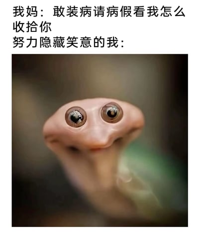 这是一张趣味十足的图文结合表情包，上方文字分为两部分：第一部分是妈妈的警告话语“敢装病请病假看我怎么收拾你”，传递出家长对孩子试图装病请假的严肃态度；第二部分标注“努力隐藏笑意的我：”，下方搭配一张经过拟人化处理的蛇的图片。这只蛇的头部被赋予了人类的大眼睛和上扬的嘴角，面部表情滑稽又生动，精准还原了“我”在被妈妈警告时，内心因装病请假的计划即将达成而暗爽，却又要强行憋笑、不敢外露的矛盾又搞笑的情绪，用夸张的拟人化动物形象放大了这种职场人想请假的微妙心理，同时也展现了家庭互动中的有趣瞬间。
