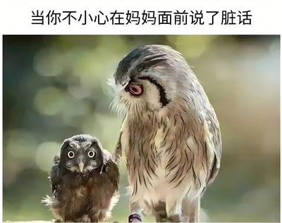 图片上方有文字'当你不小心在妈妈面前说了脏话'，下方是两只猫头鹰的照片。较小的猫头鹰睁大眼睛，表情惊恐，像是犯错的孩子；旁边较大的猫头鹰低头看着它，眼神严肃，仿佛正在训斥。通过动物形象幽默地表现了孩子在家长面前犯错后的紧张与尴尬场景。