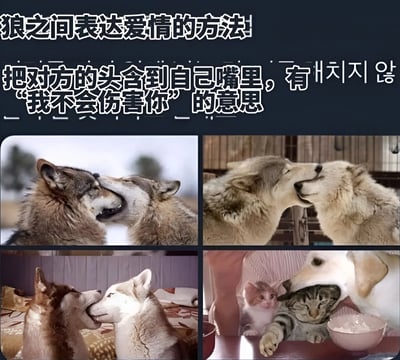 图片上方有醒目的标题“狼之间表达爱情的方法”，下方配有文字说明“把对方的头含到自己嘴里，有‘我不会伤害你’的意思”。主体部分采用四格拼贴形式，分别展示了不同场景下动物的亲昵行为：两只狼在雪地中互相含住对方头部、两只狼在围栏内亲昵互动、两只哈士奇在床上互相含头，以及一只狗温柔含住猫头部的画面。整体通过真实动物照片与文字结合，传递出动物间独特情感表达方式的温馨有趣主题。