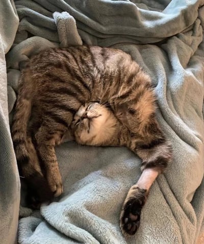 这是一张充满趣味的宠物实拍图，一只狸花猫侧躺在灰蓝色的毛绒毯子上熟睡，它的一只前爪自然搭在自己的头部，从拍摄的角度看过去，形成了猫咪长有两个头的视觉错觉效果。同时猫咪的另一只前爪有部分毛发被剃除，露出了浅色的皮肤，猫咪整体神态放松，熟睡的模样搭配错位的视觉效果，让画面显得格外有趣。