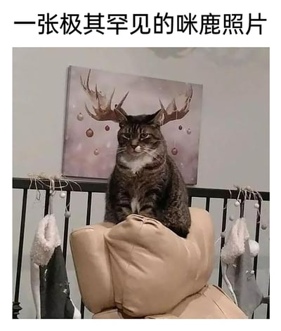 这是一张利用视觉错位制造趣味效果的生活抓拍图。一只带有白胸的虎斑猫安静坐在床头的浅棕色靠垫上，它的表情看起来不耐烦，眼神慵懒带着嫌弃感。猫咪的头部恰好与后方墙上的鹿角装饰画完美重合，使得猫咪看起来像是长了一对鹿角，被调侃为“咪鹿”。背景的床头栏杆上挂着带有毛绒边的圣诞袜和小串灯装饰，整体场景带有淡淡的节日氛围，而这个巧合的视觉错位让画面充满搞笑趣味，常被用作搞笑内容在社交平台分享。