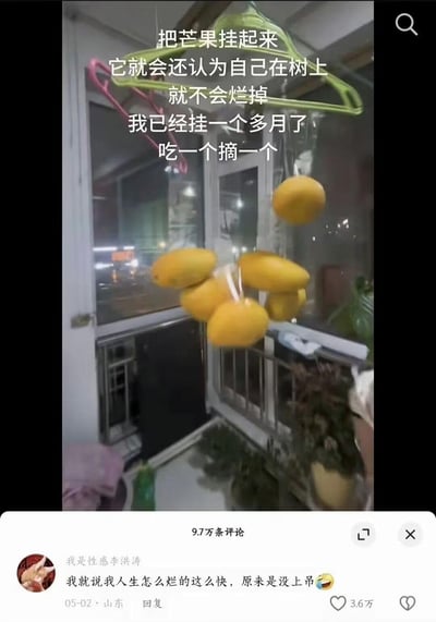 这是一张竖屏的抖音短视频截图，画面中用衣架悬挂着一串芒果，上方配文以拟人化的搞笑口吻分享保存方法：“把芒果挂起来，它就会还认为自己在树上，就不会烂掉，我已经挂一个多月了，吃一个摘一个”。下方的热门评论玩谐音双关梗，将自己的人生不顺与芒果挂起保鲜的操作关联，评论内容为“我就说我人生怎么烂的这么快，原来是没上吊😅”，其中“上吊”对应挂芒果的动作，形成荒诞又搞笑的反差感。