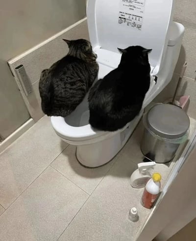两只猫并排坐在马桶盖上，一起低头看着马桶内部，仿佛在好奇地研究这个人类用品。黑猫和虎斑猫的背影对着镜头，展现出它们圆润的臀部和专注的姿态。浴室环境整洁，有瓷砖墙面和地面，旁边放着垃圾桶和清洁用品。这张照片捕捉到了宠物模仿人类行为的可爱瞬间，充满生活趣味。