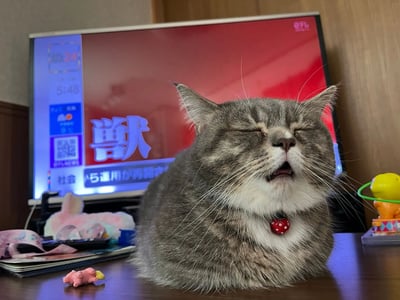 一只灰色的猫咪闭着眼睛打哈欠，戴着红色项圈，项圈上有一个白色波点心形吊坠。猫咪前方是一台正在播放节目的电视，屏幕显示红色背景和中文文字，时间显示为5:48。周围有一些小玩具和物品。