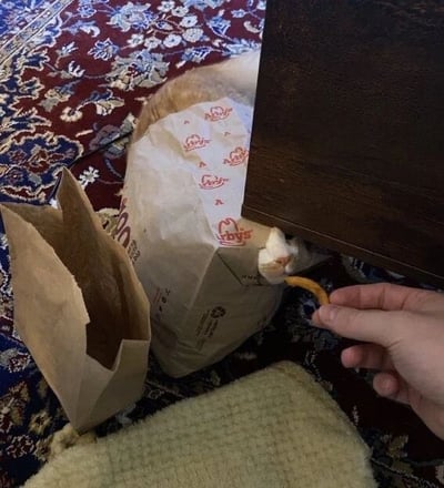 一只橘猫躲在印有KFC标志的纸袋里，只露出小脑袋，正从桌子底下探出头来，专注地叼着一只手递过来的薯条。背景是一块带有复杂花纹的红色地毯，旁边还有一个空的牛皮纸袋。整个画面温馨又搞笑，展现了猫咪调皮又贪吃的一面。