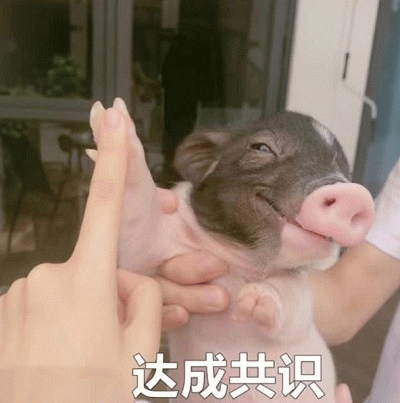 小香猪举手达成共识萌图