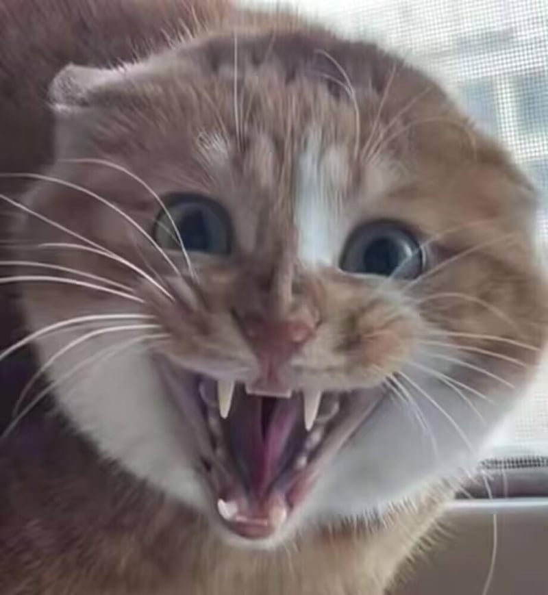 苏格兰折耳猫