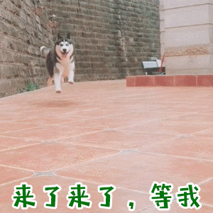 哈士奇飞奔喊'来了来了，等我'动态图