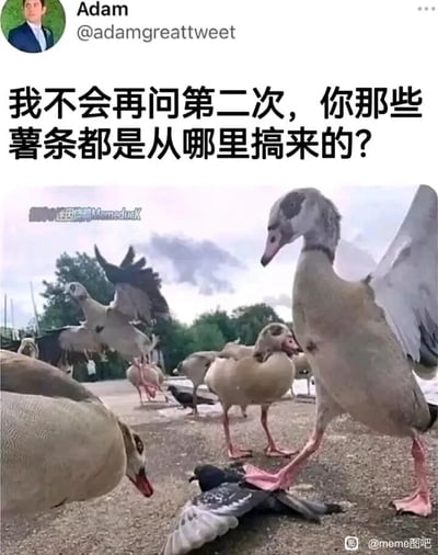 这是一张经过二次创作的搞笑梗图，画面主体是一群大鹅和一只被踩在脚下的鸽子，其中一只大鹅姿态强势，翅膀微张，脚踩鸽子，周围的大鹅也形成包围态势，仿佛在模仿人类黑帮的逼供场景。配文“我不会再问第二次，你那些薯条都是从哪里搞来的？”，结合城市里鸽子常被人类投喂薯条的设定，将大鹅拟人化为强势的逼供者，鸽子则是被逼迫的对象，用动物的真实互动场景搭配人类的黑帮式台词，制造出强烈的反差感和荒诞幽默的效果，让人觉得滑稽好笑。