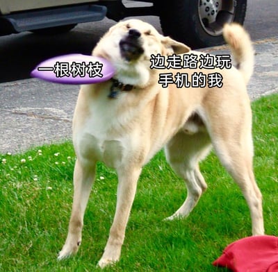这是一张调侃低头族的搞笑梗图，画面主体是一只站在草地上的狗，它的脖子被类似树枝的东西打到，头部后仰、表情痛苦，身体呈现出被撞击后的僵硬姿态。图中用紫色标注框标注了“一根树枝”，用文字标注了“边走路边玩手机的我”，将狗的遭遇类比为低头族走路时因专注玩手机、忽视周围环境而撞到障碍物的尴尬日常，生动又形象地还原了这类场景，引发人们对低头族行为的共鸣与调侃。