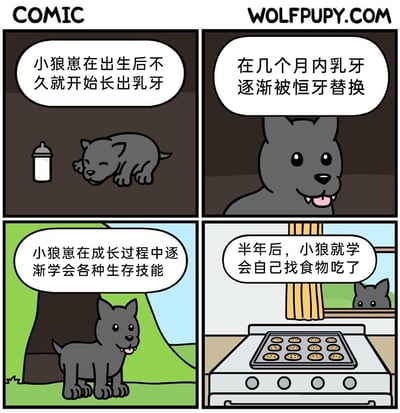 这是一组四格搞笑漫画，讲述小狼的成长过程：第一格展示刚出生的小狼崽趴在奶瓶旁，旁白说明小狼崽出生后不久就开始长出乳牙；第二格是稍大的小狼，露出恒牙，旁白介绍几个月内乳牙会被恒牙替换；第三格是小狼站在户外树下，旁白表示小狼在成长中逐渐学会各种生存技能；第四格是小狼在人类厨房的窗外，看着烤箱里的烤饼干，旁白说半年后小狼学会自己找食物，用小狼“找”人类食物的反差，制造出幽默的效果，打破了对狼生存技能的常规认知。