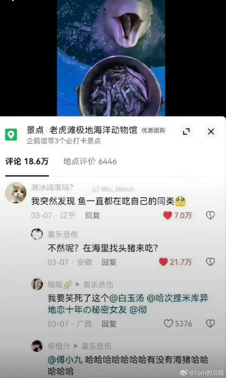 海豚