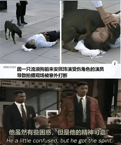 图片由上下两部分组成，共包含四个场景。上半部分为两张户外照片：左侧显示一名穿着浅蓝色衬衫的演员躺在石板地面上，扮演受伤角色，一只黑色流浪狗正走向他；右侧为特写镜头，流浪狗用头部和爪子轻触演员的脸，似乎在安慰他。下半部分为室内场景，两名穿着西装的男子表情困惑地看着这一幕。图片配有文字说明："因一只流浪狗前来安抚饰演受伤角色的演员导致拍摄现场被意外打断"以及"他虽然有些困惑，但是他的精神可嘉"，并附有英文翻译"He a little confused, but he got the spirit."