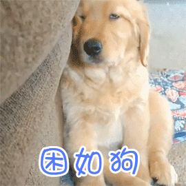 困到不行的金毛幼犬：完美诠释困如狗