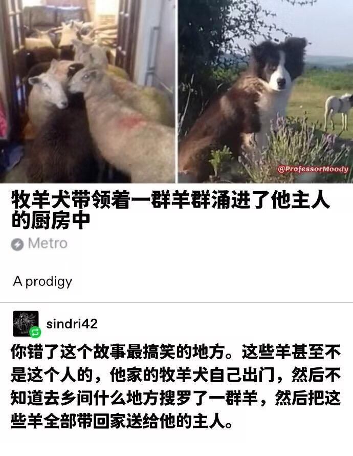 边境牧羊犬