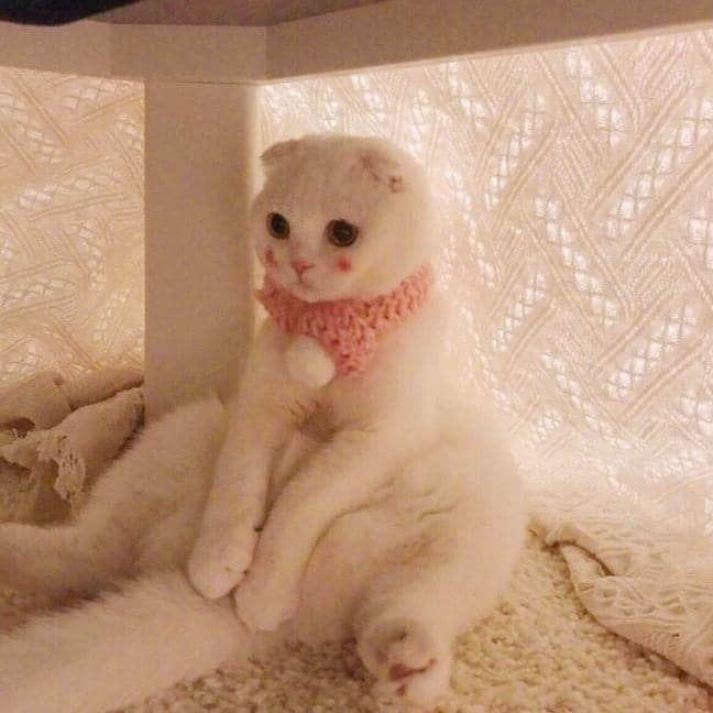 戴着粉色围巾的白色折耳猫