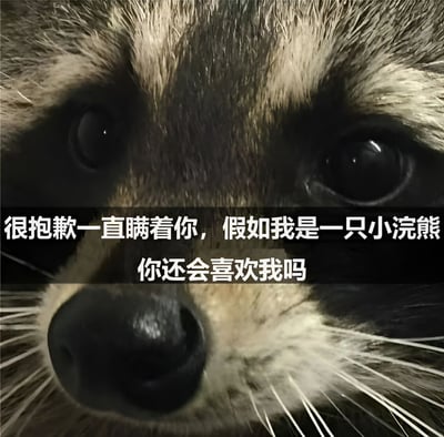 图片为小浣熊的面部特写，清晰展示了其眼睛和毛发纹理。画面中央覆盖白色文字：'很抱歉一直瞒着你，假如我是一只小浣熊你还会喜欢我吗'，以拟人化的口吻营造出可爱俏皮的氛围，适合用于表达轻松幽默的情感或互动。