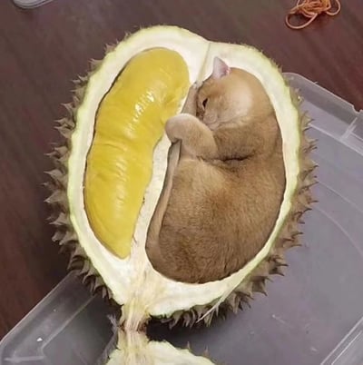 暂无描述