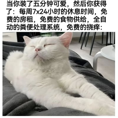 图片上方配有文字：'当你装了五分钟可爱，然后你获得了：每周7x24小时的休息时间，免费的房租，免费的食物供给，全自动的粪便处理系统，免费的挠痒：'，下方是一只白色猫咪闭眼躺在灰色毯子上的照片，猫咪表情惬意放松，整体营造出幽默对比——人类向往像猫咪一样通过短暂的'可爱表演'获得无忧无虑的生活待遇。