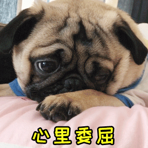 委屈巴巴的巴哥犬：心里委屈说不出