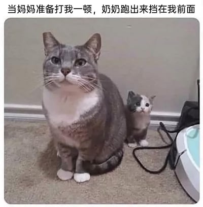 这是一张充满趣味的宠物梗图，画面中一只体型壮硕的灰白猫咪严肃地端坐在前方，神态坚定，一只小奶猫怯生生地躲在它身后，只露出脑袋，眼神带着委屈感。上方配文“当妈妈准备打我一顿，奶奶跑出来挡在我前面”，用猫咪的站位和体型反差，生动还原了家庭里隔代亲的经典场景——长辈护着犯错的晚辈，既温馨又搞笑，能引发有相似家庭经历的网友强烈共鸣。