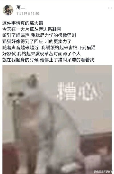 这是一张图文混排的社交媒体截图，上方是用户“萬二”在11月19日16:50发布的文字动态，讲述了自己的社死经历：在一大片草丛旁边系鞋带时听到喵喵声，便尽力学猫叫回应，以为对方是猫咪，结果对方叫得更卖力，随着声音越来越近，自己缓缓起身怕吓到“猫猫”，结果发现草丛对面蹲着一个人，对方也在学猫叫，在自己起身的瞬间，对方停止猫叫呆滞地看着自己，场面瞬间尴尬拉满。下方搭配了一张猫咪的图片，猫咪表情看起来十分无奈、无措，旁边配有“糟心”的文字，精准契合了发布者此时尴尬、无语的心情，整个内容充满趣味，能引发读者对社死经历的共鸣。