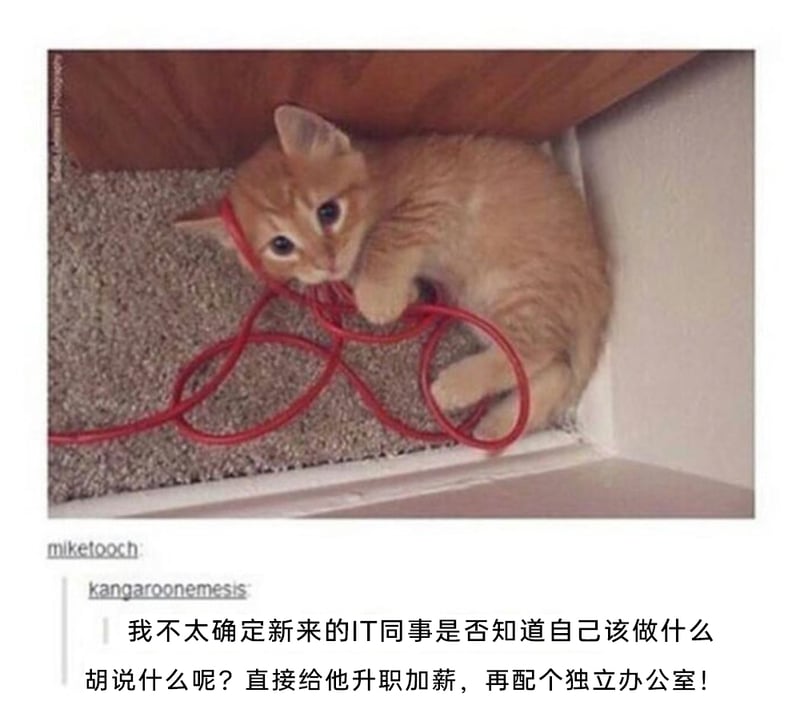 被调侃为新来的IT同事