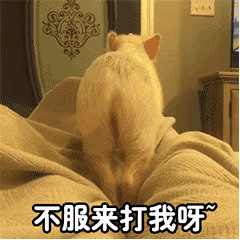 小奶猫摇尾巴挑衅：不服来打我呀