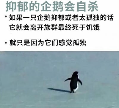 图片上半部分为文字内容，标题为'抑郁的企鹅会自杀'，正文描述'如果一只企鹅抑郁或者太孤独的话，它就会离开族群最终死于饥饿'以及'就只是因为它们感觉孤独'。下半部分是一张照片，画面中一只企鹅独自在冰面上行走，背影显得孤单落寞，整体营造出悲伤孤独的氛围。