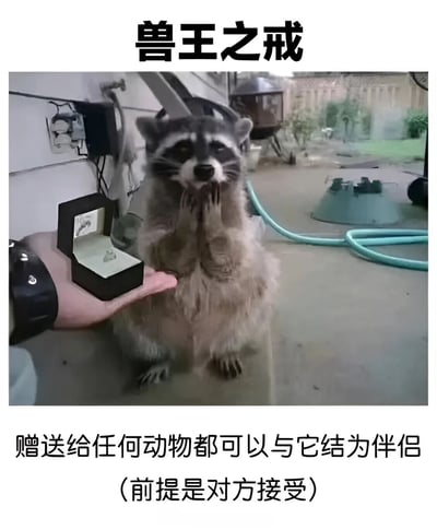图片中一只浣熊站立起来，前爪合十，正专注地看着一只手拿着的打开的戒指盒。图片上方有文字"兽王之戒"，下方文字说明"赠送给任何动物都可以与它结为伴侣（前提是对方接受）"。这是一个幽默的梗图，将奇幻故事中的魔法戒指概念应用到动物身上，创造出有趣的效果。