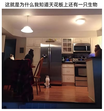 厨房场景中，四只猫咪同时抬头仰望天花板，形成有趣的画面。画面上方配有文字"这就是为什么我知道天花板上还有一只生物"，暗示猫咪们的异常行为是因为发现了天花板上的未知生物。