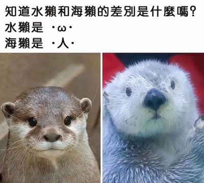 这是一张对比水獭和海獭面部特征的搞笑梗图，文字部分将它们的表情与网络颜文字做类比，指出水獭的脸像“・ω・”，而海獭的脸则像“・人・”。通过这样的表述，图像用两种动物的正面照片对应展示，幽默地揭示它们在长相上的微妙区别。

双关/谐音梗分析：
- 用网络颜文字拟人、拟动物的方式，是一种常见表情包双关梗，把动物脸与表情符号对应，增加可爱与趣味性。
- 水獭和海獭的“獭”谐音也体现一定的中文趣味，但本图主要是视觉和文字的对比。