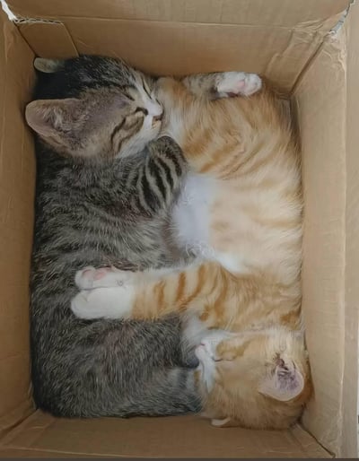 一张竖版实拍的温馨照片中，一只狸花猫和一只橘白猫紧紧相拥，挤在普通硬纸箱里安然熟睡。狸花猫的脑袋轻靠在橘白猫的脖颈处，两只猫咪的四肢相互交叠，姿态亲昵放松，完美展现了猫咪间的信任与依赖，整体氛围治愈暖心，是真实的宠物日常场景，无梗图设计或视觉错位。