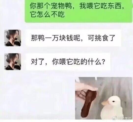 宠物鸭