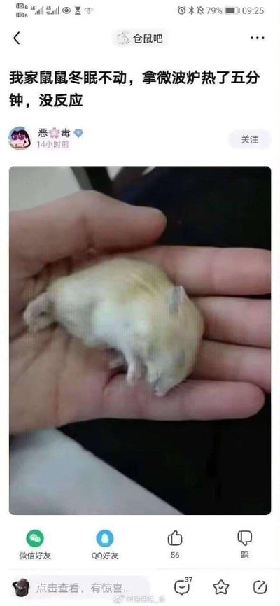 这是百度贴吧仓鼠吧的一则用户发帖截图，用户“恶🌸毒”分享了自己错误救助仓鼠的经历：发现自家仓鼠进入冬眠状态一动不动后，错误地将仓鼠放入微波炉加热五分钟，结果仓鼠依旧没有反应。配图是一只浅色的仓鼠，它躺在人类的手掌中，已经失去生命迹象，身体姿态僵硬。帖子下方带有贴吧的互动按钮，包括微信好友、QQ好友分享，点赞、踩、评论等功能，评论区还有其他用户的评论提示，整体内容展现了因缺乏正确宠物饲养知识而导致的悲剧行为，在宠物爱好者群体中容易引发对错误饲养方式的讨论与避雷。